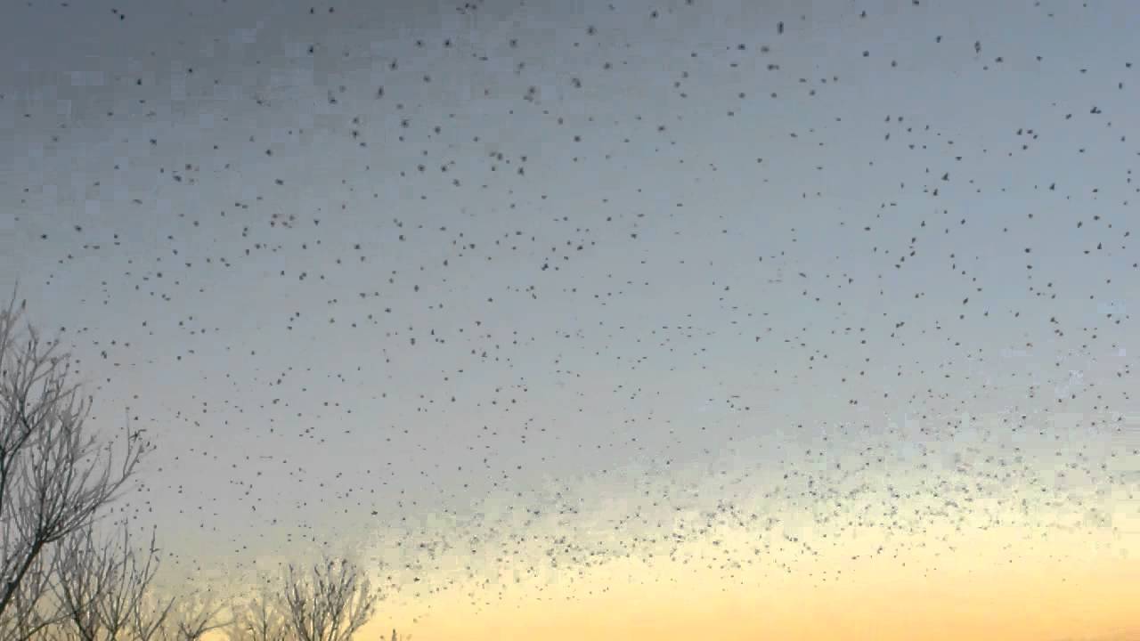 camera iphone 8 plus apk MIGRATIONS DES OISEAUX !!!