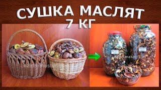 Как сушить маслята в электросушилке? Как сушить маслята в электросушилке?