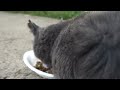 【Cat Video】　　Cat happening Video #cat #cats #cute