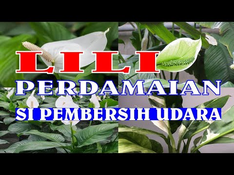 Video: Apakah bunga lily menyebar?