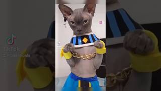 REAL LIFE BEERUS⁉