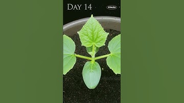 Time Lapse of Cucumber Seeds Germinating and Growing Into Seedlings