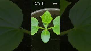 Time Lapse of Cucumber Seeds Germinating and Growing Into Seedlings