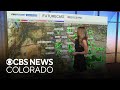 Cooler and cloudy for the Denver metro with rain and storms across Colorado Wednesday