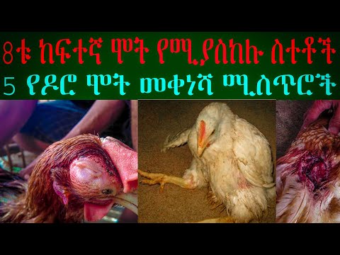 ቪዲዮ: ዶሮ ለምን እያለም ነው?