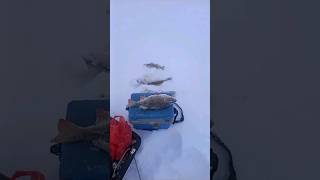 Зимняя рыбалка в Татарстане! Здоровый окунь! Видео от Рустема в группе Ватсап! #rybalkatatarstan716