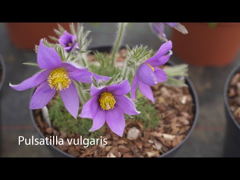 Video: När blommar pasqueblommor?