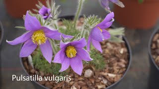 Pulsatilla vulgaris
