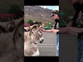 Oatman  arizona you gotta check out