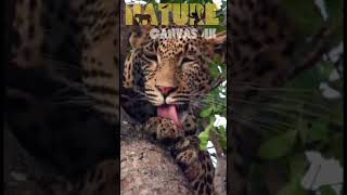 Up Close: Leopard's Intimate Self-Grooming Ritual Caught in Stunning Wildlife Closeup! screenshot 1