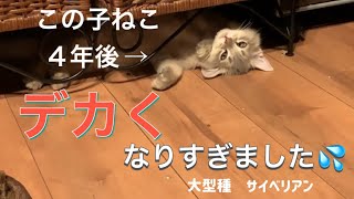 4年後にデカくなりすぎ猫がこちら#ねこ #サイベリアン #でかい猫#大型種