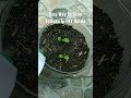 Easy Way To Grow Lettuce In PET Bottle