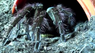 Tarantula update 3