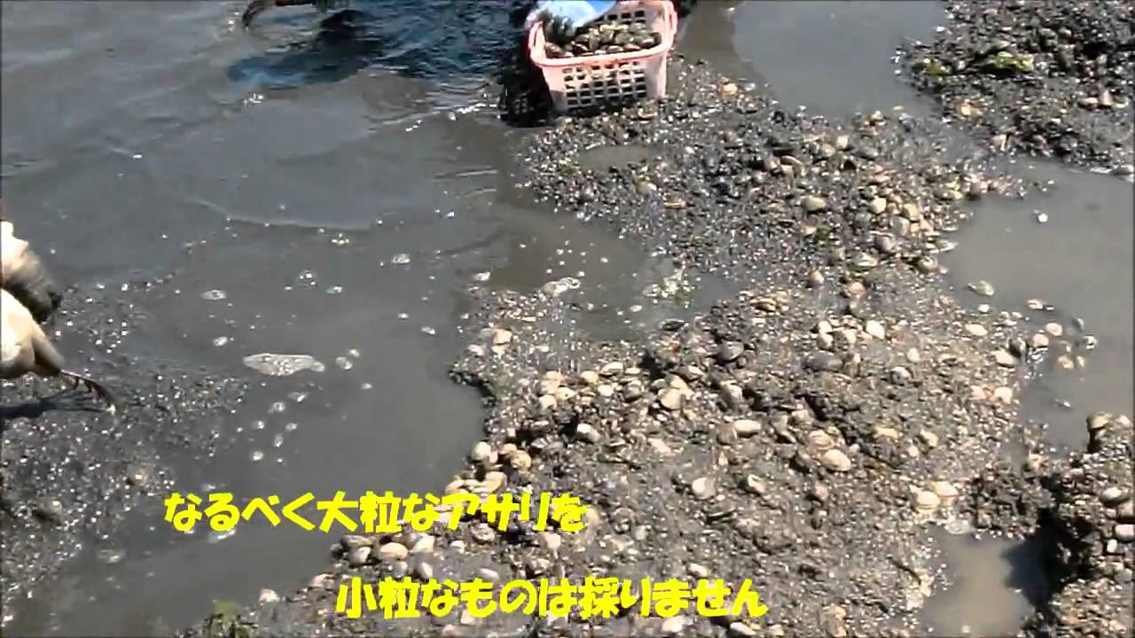 小中山地区海岸 愛知県田原市 21年潮干狩り情報 Amatavi 小中山地区海岸 愛知県田原市 21年潮干狩り情報 Amatavi