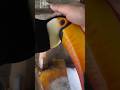 Amazing Bird #дети #shorts
