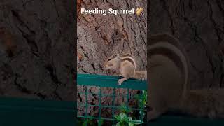 Feeding Squirrel🥜//#shortsvideo#youtubeshorts#nature#ytshorts#shortsfeed#short#naruto#rcbsong