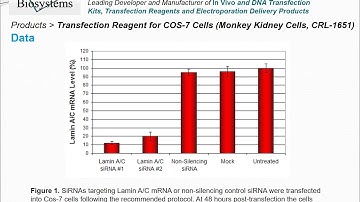 Altogen Biosystems COS-7 Transfection Reagent