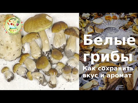 Белые грибы. Как сохранить вкус и аромат