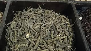 Bunda halimah pakar herbal Indonesia asli Madura