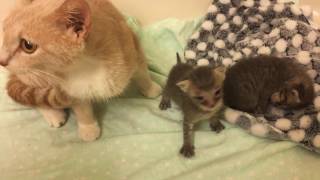 Rescuing Two Tiny Kittens! Will Mama Cat Nurse Other Cats Babies?