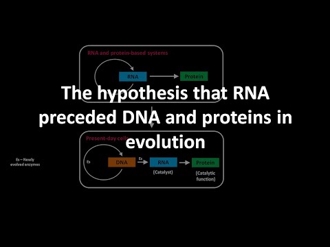 تصویری: چرا rna مقدم بر dna بود؟