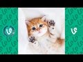 The Best Try Not To SAY WOW 2016 (Cute Animal Edition) Part 1