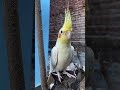 #ytshorts #trending #parot #talkingparrot #knowledge #cockatiel #talkingparot #talkinganimal #parrot