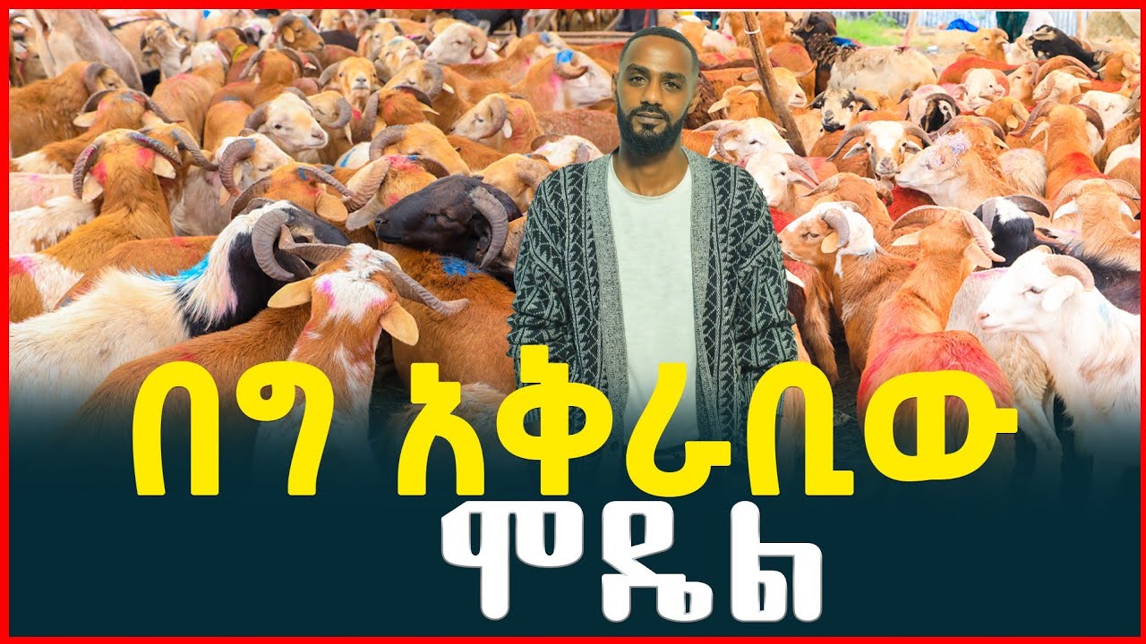 ከሞዴልነት ወደ በግ ነጋዴነት! አስገራሚው የቢዝነስ ጉዞ | የበግ አቅራቢው ሞዴል |የበግ እና ፍየል ዋጋ| Tirita Podcast