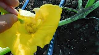 Alantic Giants Pollinating  PUMPKINS (Bubba Style)
