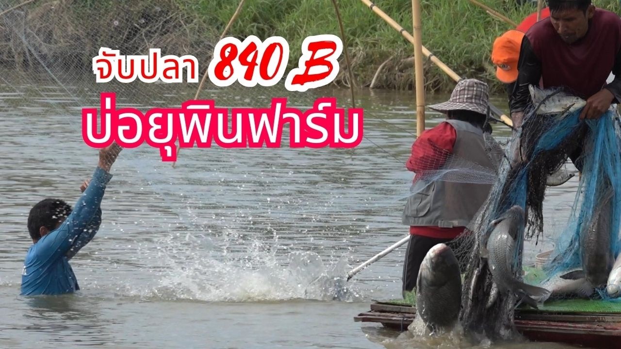 ลุ้นปลาใหญ่กันอย่างมันส์ จับปลาบ่อยุพินฟาร์ม บัตรราคา 840 บาท  #fishing #คลิปยกยอ #คลิปหว่านแห