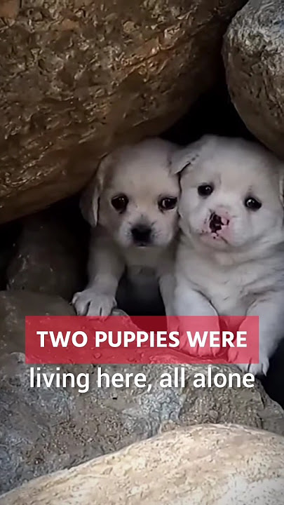 abandoned puppies living dangerously under Rock #rescueefforts #rescue #puppy