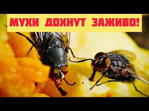 Мухи этого боятся! ХИТРЫЙ ТРЮК избавиться от Мух без ХИМИИ!