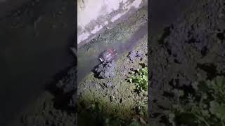 Samurouda Bomb Langsillamle, Nongmeisu Kapsillamle Hairi