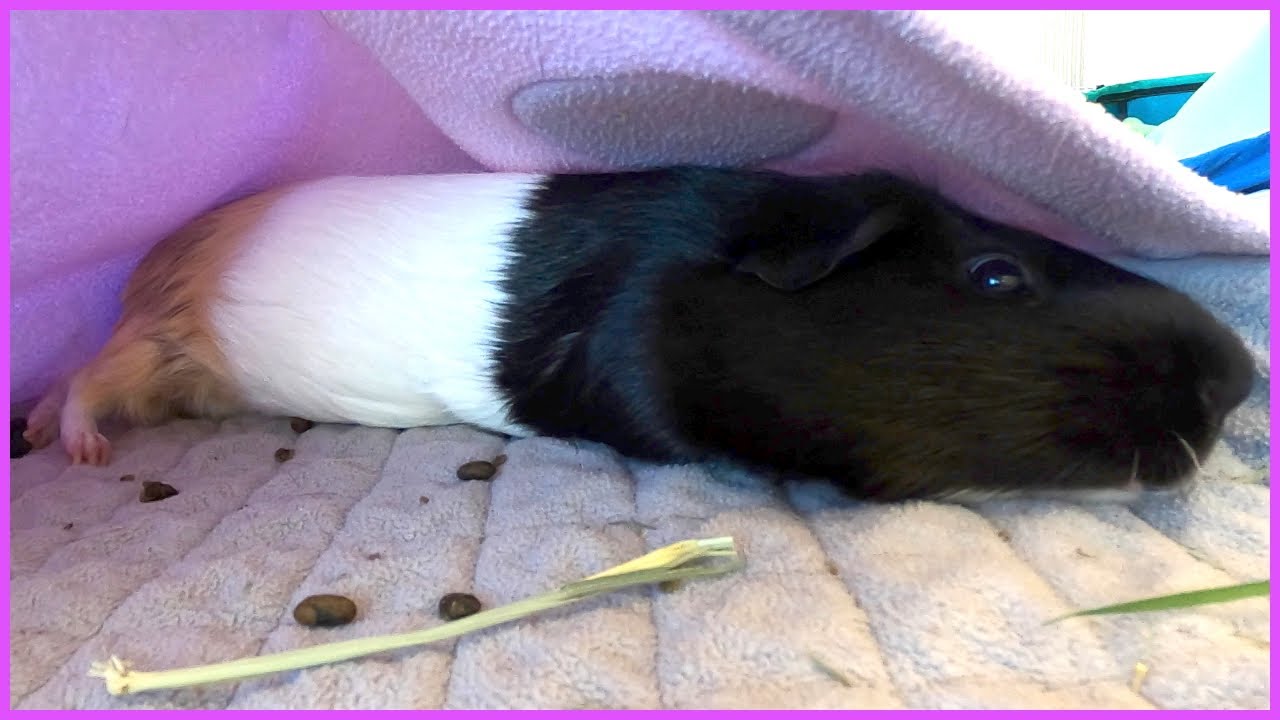 Guinea pig nap time! 💤 YouTube