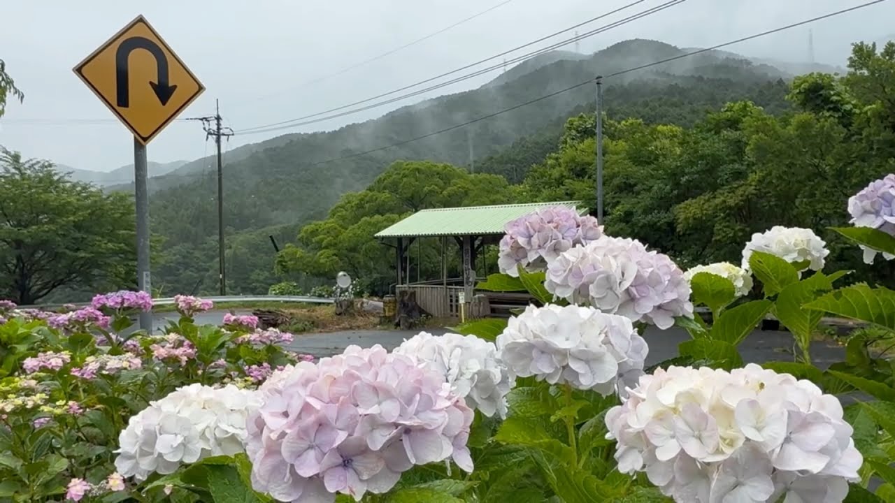 06/23/2026 Peak Bloom Alert! Hydrangea Garden at Asahi Chikuan