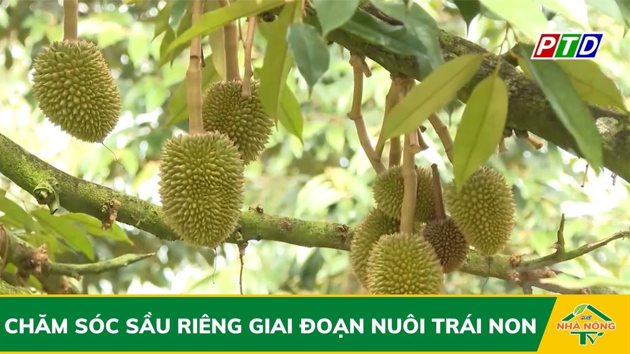 Chăm sóc sầu riêng giai đoạn nuôi trái non