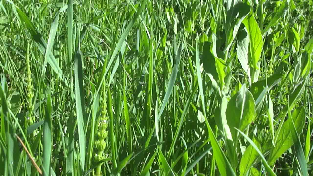 Травяные джунгли - YouTube