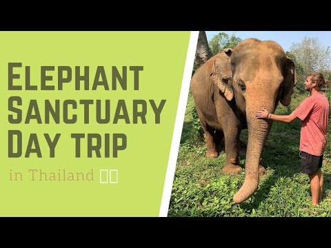 DAY TRIP TO THAILAND'S ELEPHANT SANCTUARY (KANCHANABURI)