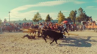 Forcão em Malcata (AgroRaia 2019)