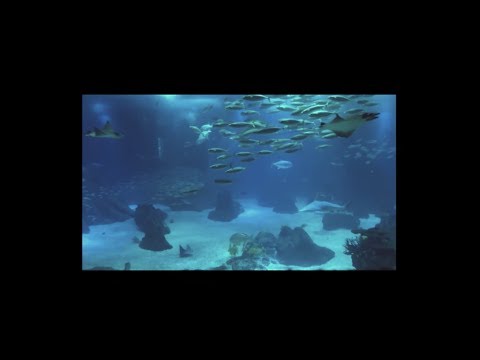 Youtube: Meloman & Máni – Oceanopolis (feat. Kota the Friend) (Visuel)