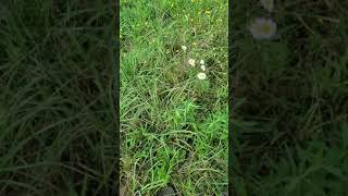 Climbing a ski slope part 2 (7-26-2021)