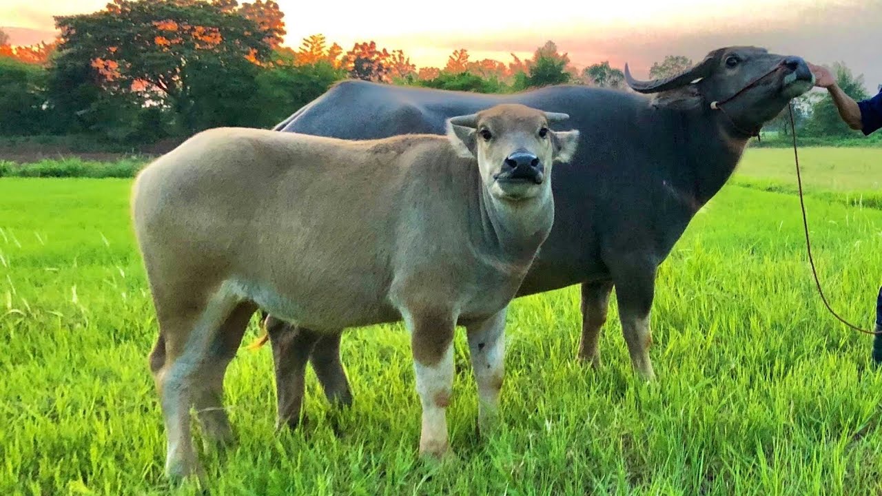 เปิดราคาควายงามแม่ลูกตัวเมียราคาต่ำแสนลูกสาวสายเพชรอุดรสนใจโทร099-950-8030พ่อวี