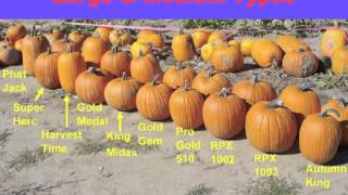 Pumpkin Production 101 - part 1