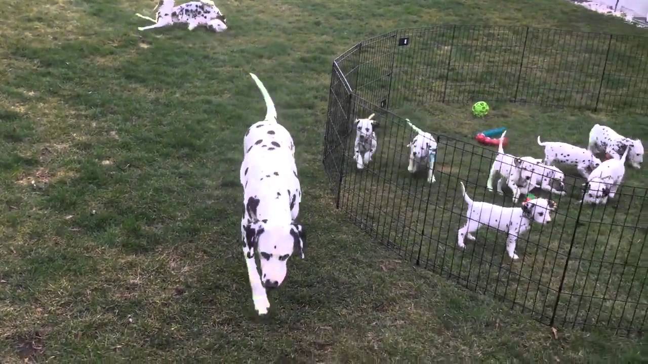 Deux Dalmatiens Amusent Leurs 12 Bebes Youtube Deux Dalmatiens Amusent Leurs 12 Bebes Youtube