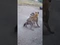 Nature Picks the Strong #animals #wildlife