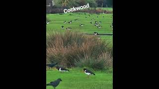 lovely walk with the dog down to cofton village and cockwood exe estuary