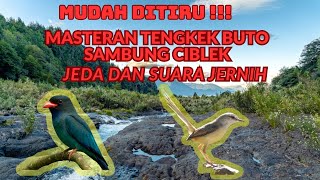 NGERIIII !!! MASTERAN TENGKEK BUTO SAMBUNG CIBLEK SUARA JERNIH DAN JEDA, DURASI 1 JAM FULL