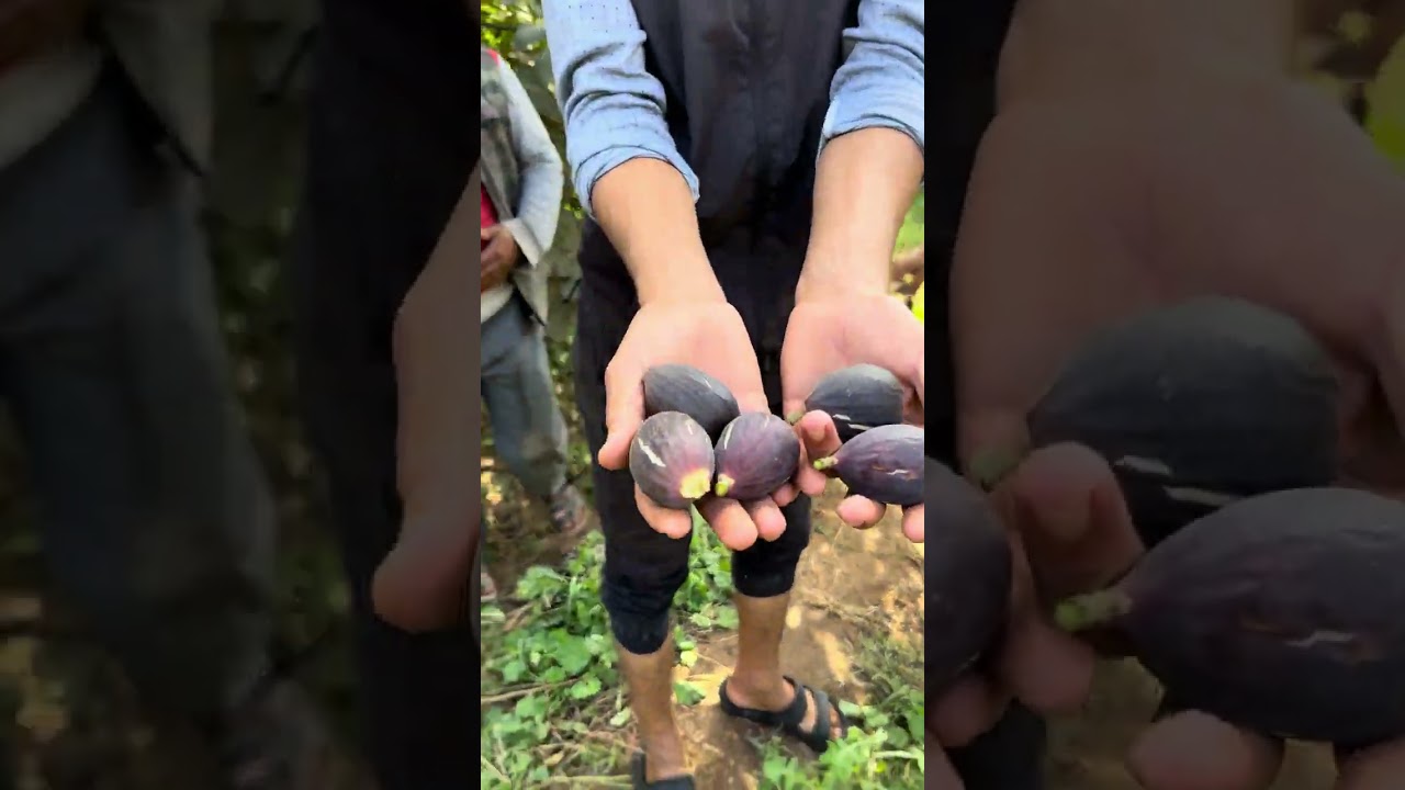 هذا هو دليل تقليم الاشجار لانتاج كبير