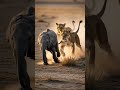 Lions Chasing Elephant 🐘 #animals #wildlifeentertainment #trendingshorts
