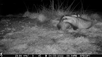 New Forest Explorers Guide - Badgers: sett entrance from which cubs were moved is still in use